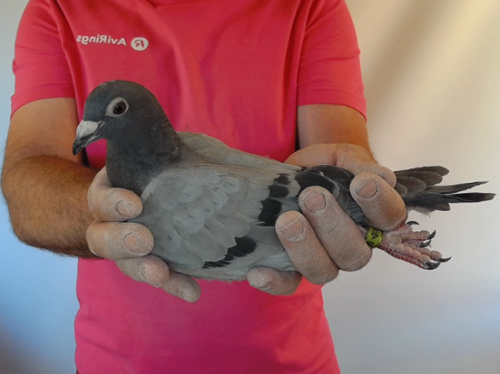 Pigeon image