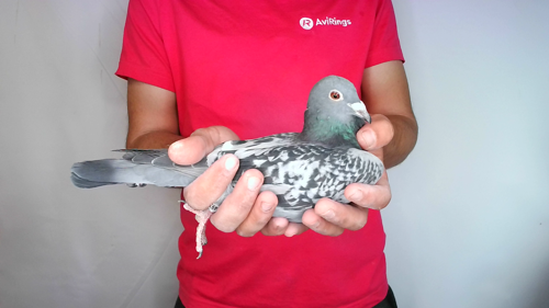 Pigeon image