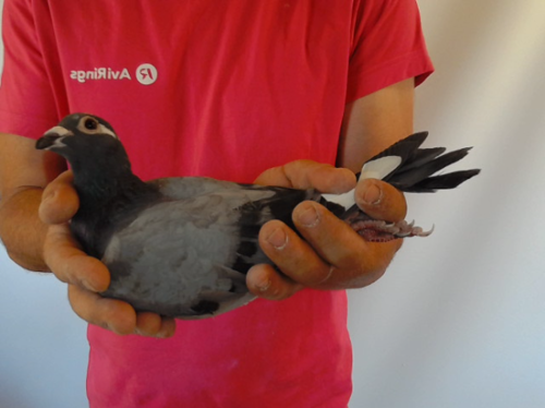 Pigeon image