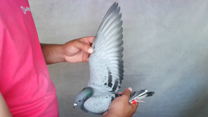 Pigeon image