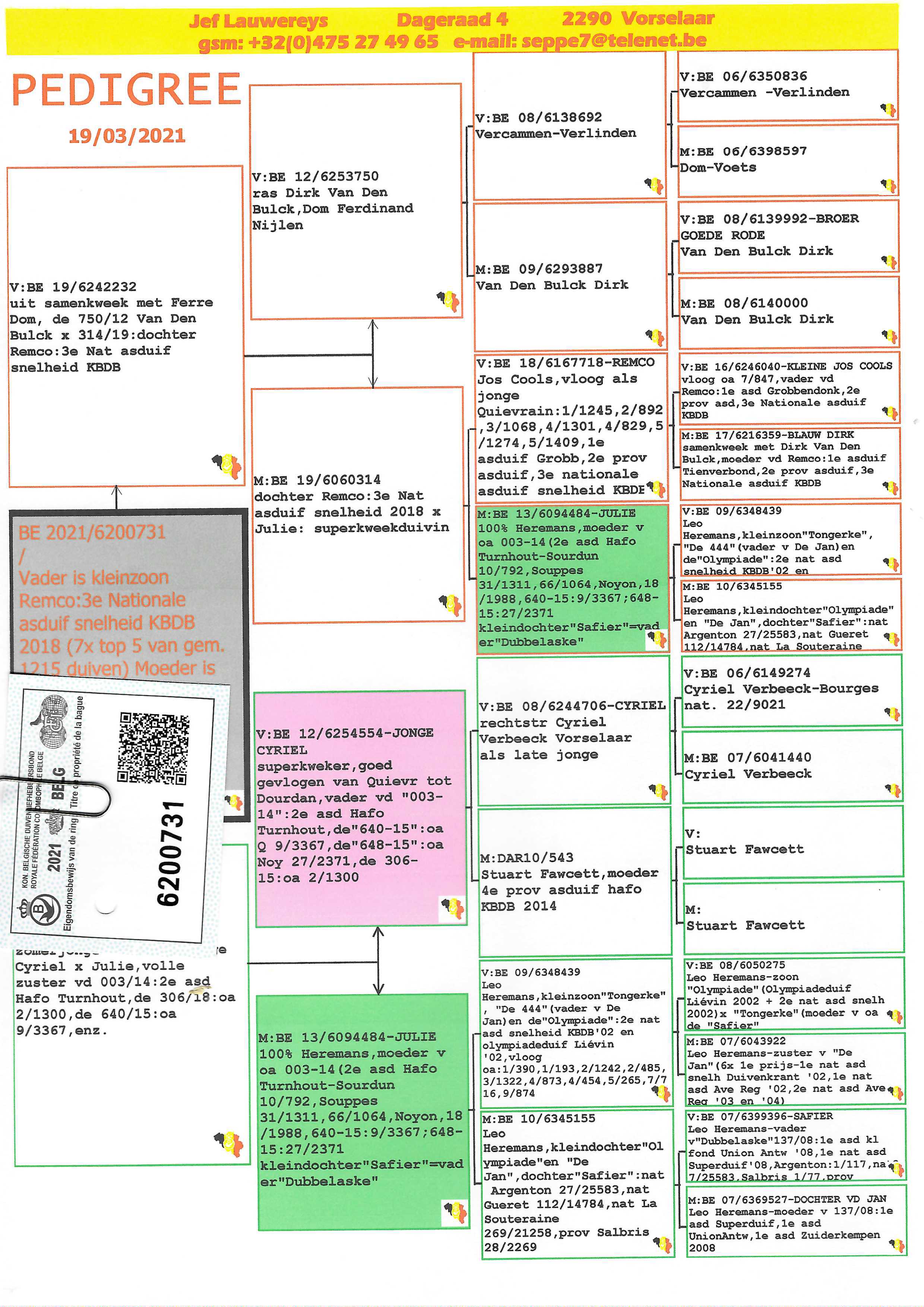 Pigeon pedigree image