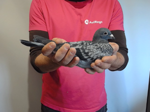 Pigeon image