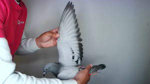 Pigeon image