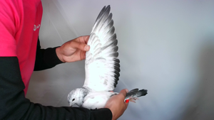 Pigeon image