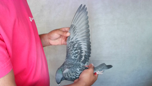 Pigeon image