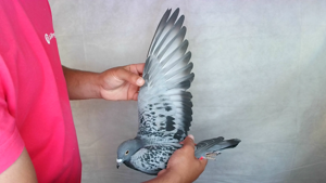 Pigeon image