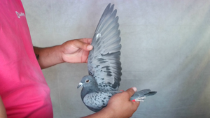 Pigeon image