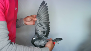 Pigeon image