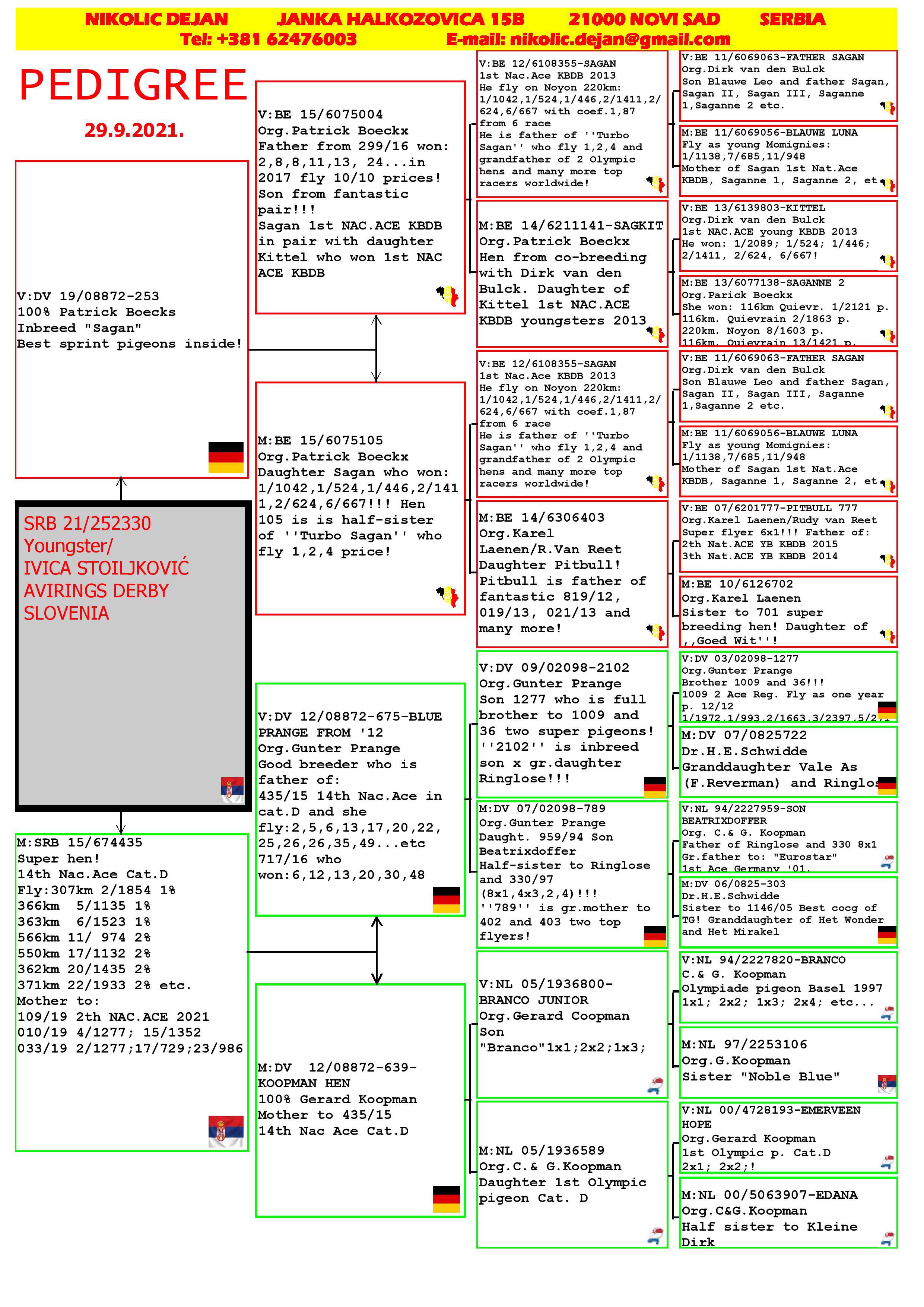Pigeon pedigree image