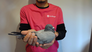 Pigeon image