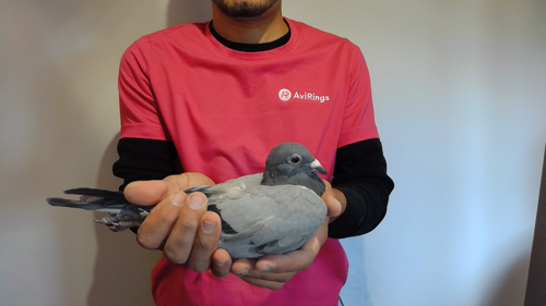 Pigeon image