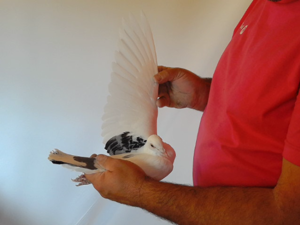 Pigeon image