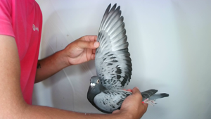 Pigeon image