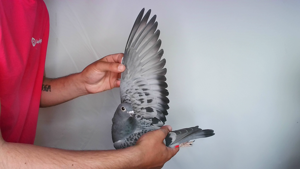 Pigeon image