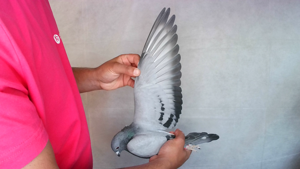 Pigeon image