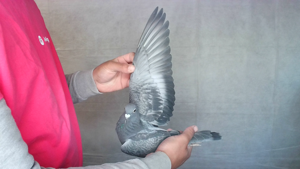 Pigeon image