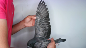 Pigeon image