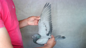 Pigeon image