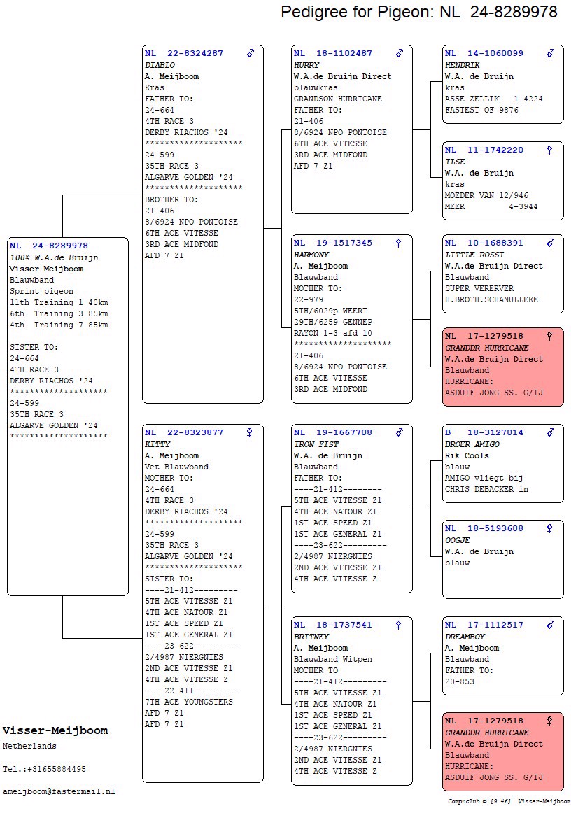 Pigeon pedigree image
