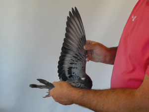 Pigeon image