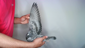 Pigeon image