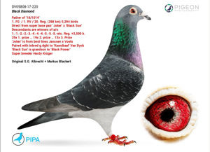 Pigeon image