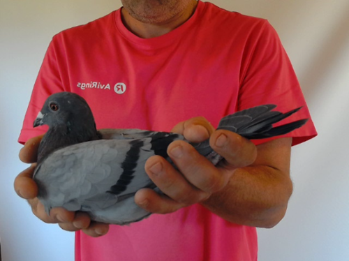 Pigeon image