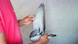 Pigeon image