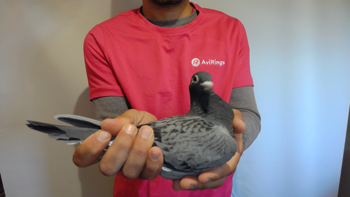 Pigeon image