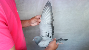 Pigeon image