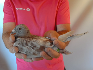 Pigeon image
