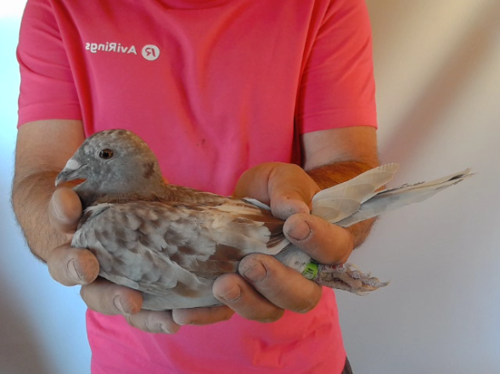 Pigeon image