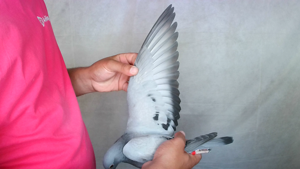 Pigeon image