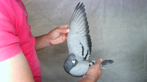 Pigeon image