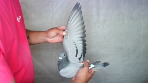 Pigeon image