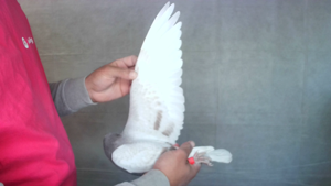 Pigeon image