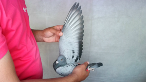 Pigeon image