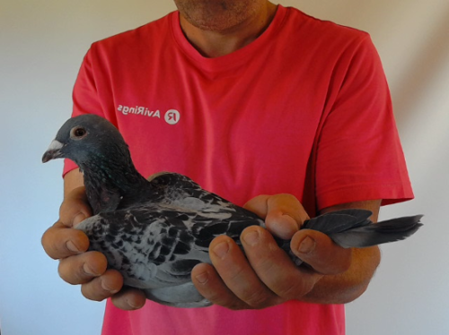 Pigeon image