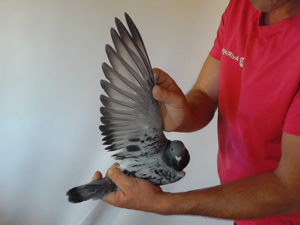Pigeon image