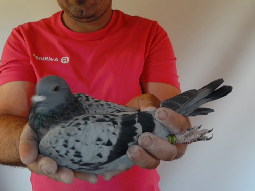 Pigeon image