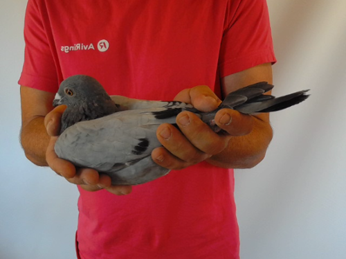 Pigeon image
