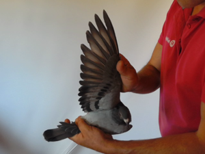 Pigeon image