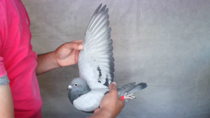 Pigeon image