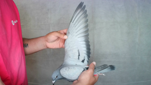 Pigeon image