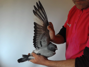 Pigeon image