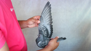 Pigeon image