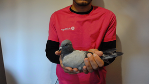 Pigeon image