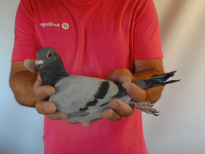 Pigeon image