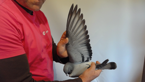 Pigeon image