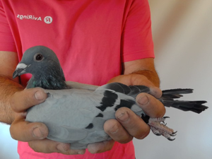 Pigeon image